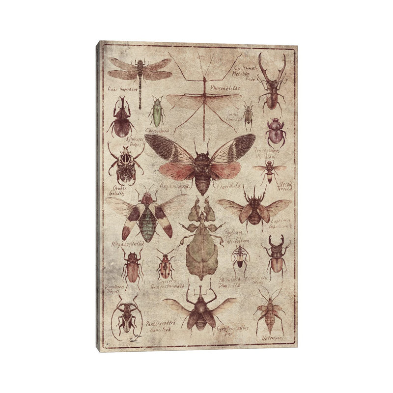 Mkb148-Insectes rétro, H 12 po x l 8 po x P 0,75 po