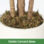Plant-412834850