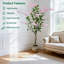 Plant-631875357
