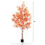 Arbre d'automne-1230477471