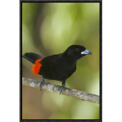 " Scarlet-Rumped Tanager Male, Costa Rica "