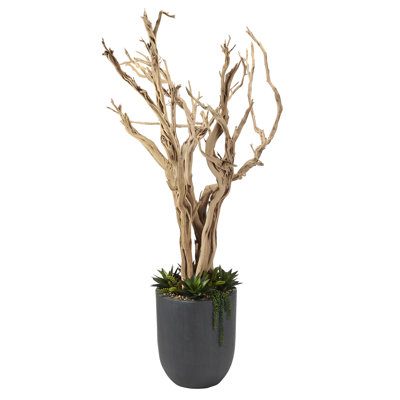 Ghostwood avec agave et cèdre en pot de résine