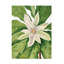 Art sur toile parasol «Bachelor Mary Vaux Walcott»-103100655