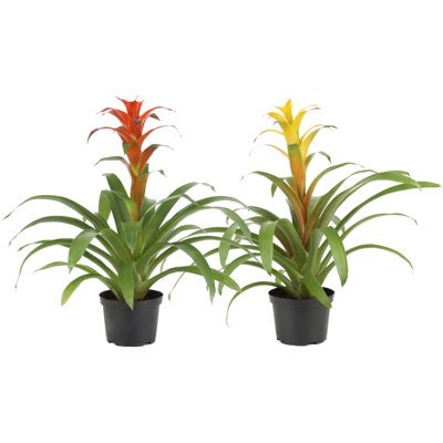 Foliage Plant in Pot