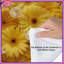 Édredon jaune Gerbera Daisies-126343026