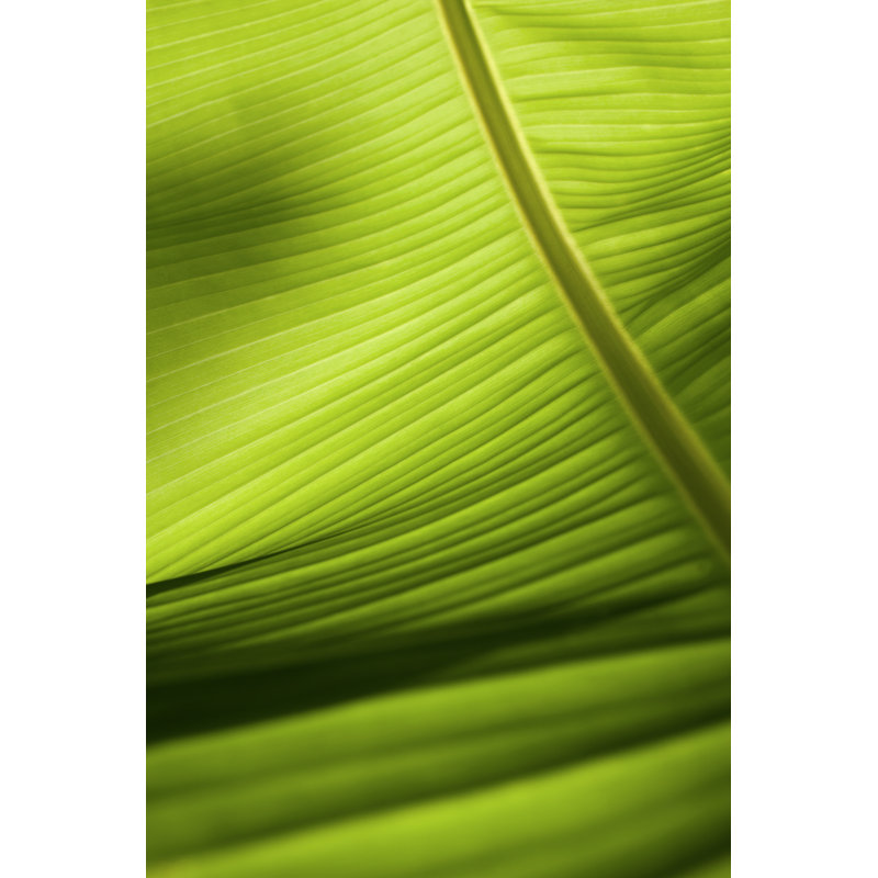 Leaf - Wrapped Canvas Print, 46cm H x 30cm W