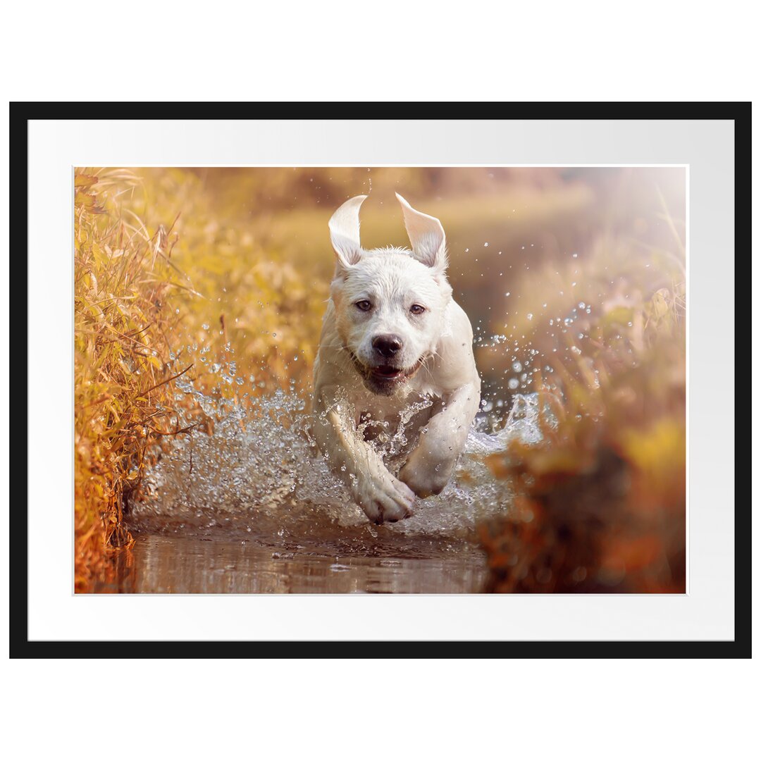 Gerahmtes Poster Labrador-Welpe im Wasser