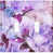 Purple/Blue