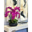 Orchid Centerpiece in Ceramic Pot-930332672