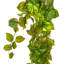 Buisson Pothos
