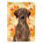 Labrador chocolat sélectionné