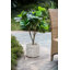 Ensemble de 2 pots à fleurs Mosley-1629223542