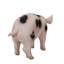 Statue bébé cochon debout-120494330
