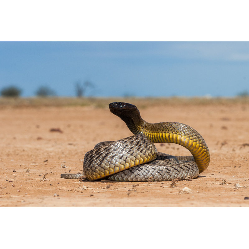 «Inland Taipan» par Ken Griffiths - photographie sur toile tendue, H 8 po x l 12 po