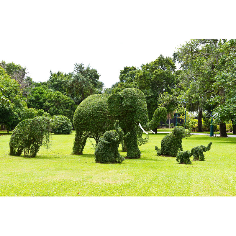 «Elephant Tree» par Konmesa - photographie sur toile tendue, H 20 po x l 30 po