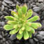 Haworthia Cooperi I - impression sur toile tendue-1186582908