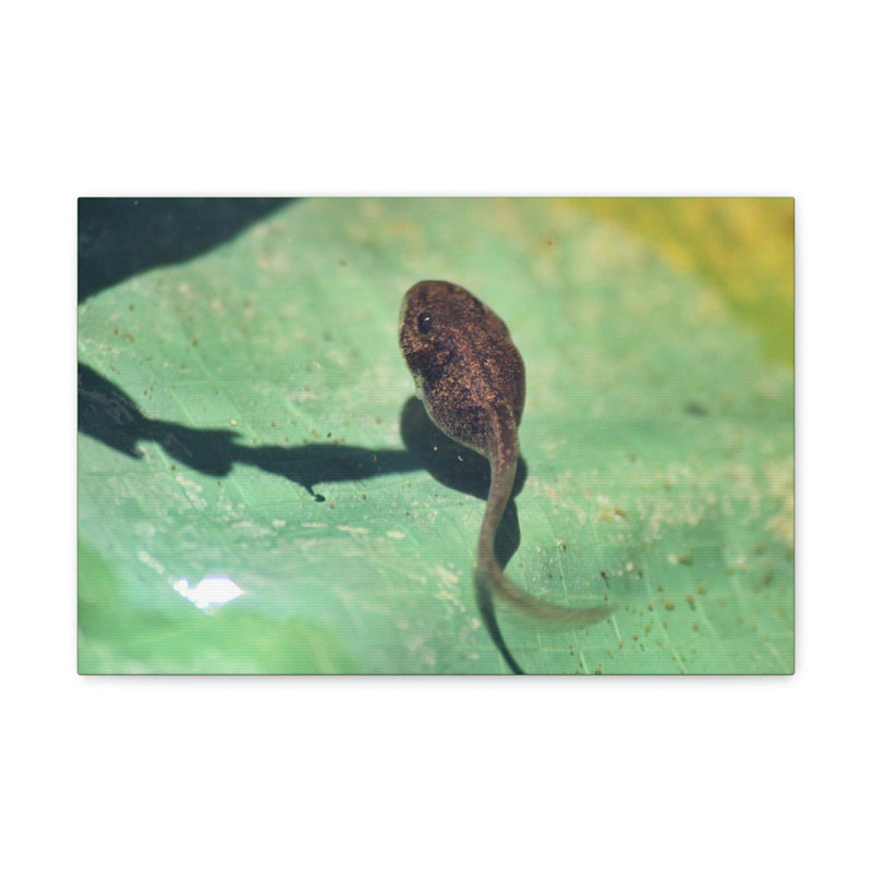 No Frame Print on Canvas, 30.48cm H x 40.64cm W