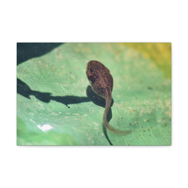 No Frame Print on Canvas, 27.94cm H x 35.56cm W