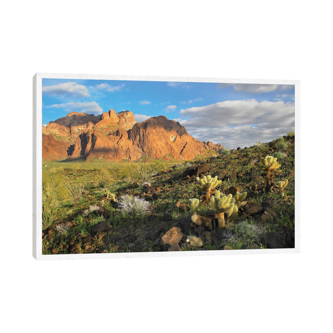 Opuntia Cactus And Other Desert Vegetation, Kofa National Wildlife Refuge, Arizona von Tim Fitzharris - Gallery-Wrapped ...