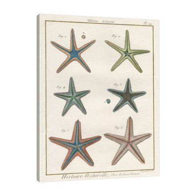 «Histoire Naturelle Starfish I» par Wild Apple Portfolio - impression sur toile tendue