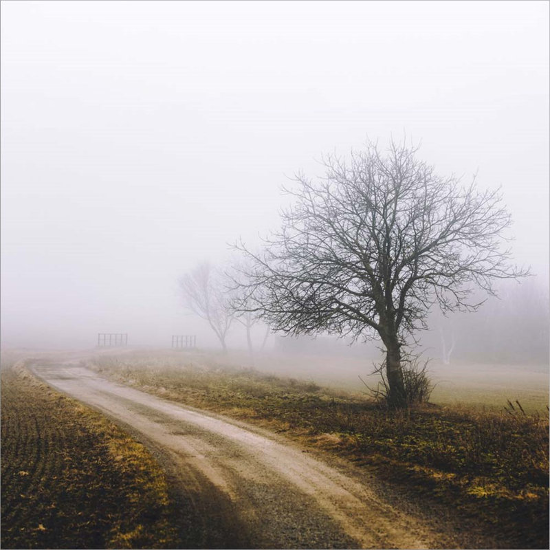 «Lonely Tree In The Mist» par Ihor Vitomirov, art mural