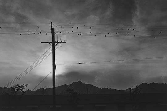 « birds on fil », evening par ansel adams, reproduction de photo sans cadre, H 28 po x l 42 po