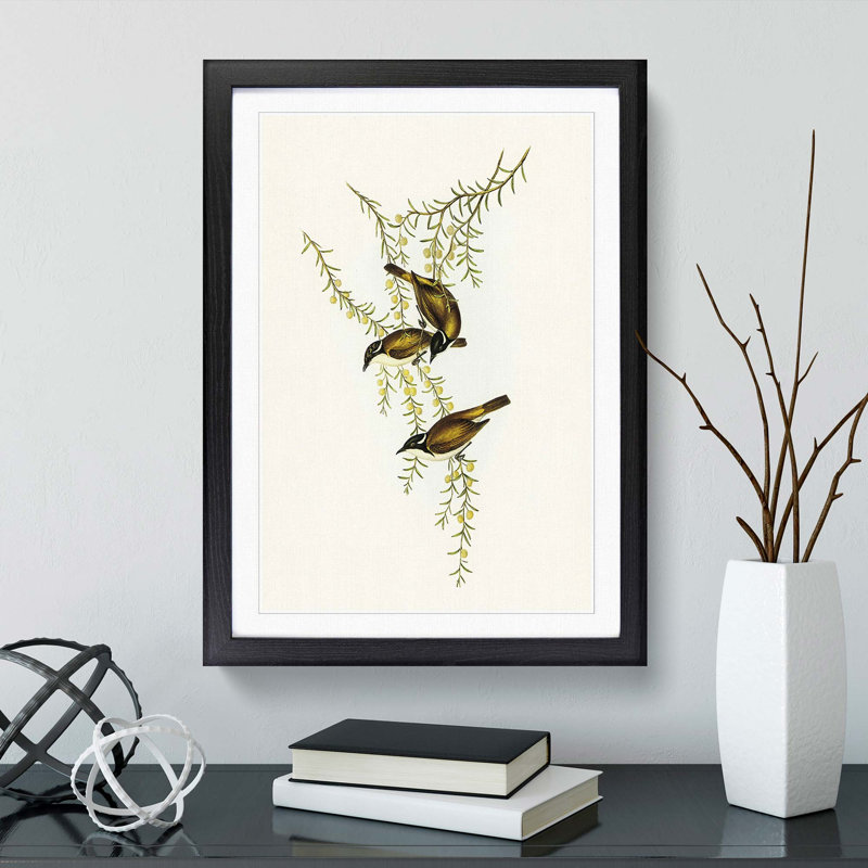 White-Throated Honeyeaters by Elizabeth Gould - Framed Print, 36cm H x 27cm W x 2cm D, Black Framed