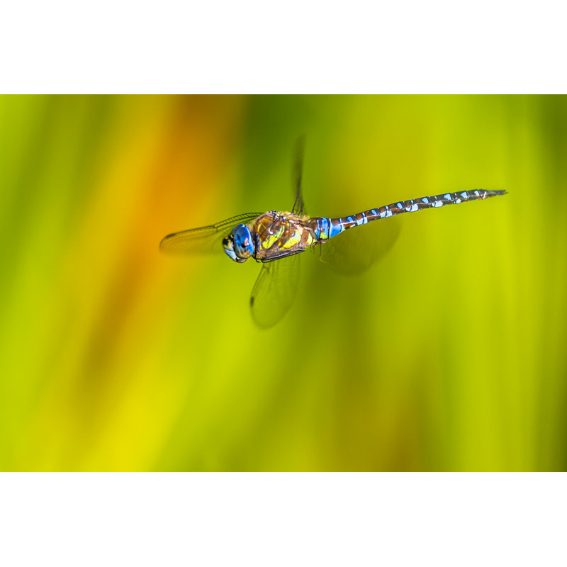Giacchetto Dragonfly - Wrapped Canvas Print, 81cm H x 122cm W x 3.8cm D