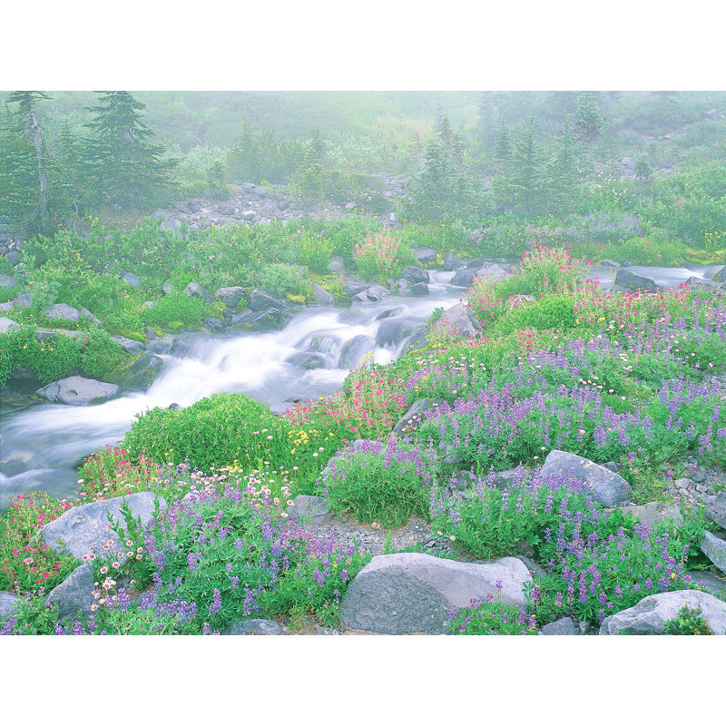 Alpine Meadow And Creek Print by Bruce Heinemann
