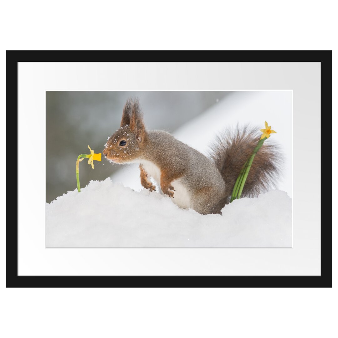 Gerahmtes Poster Eichhörnchen im Schnee