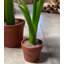 Statue de petit narcis en pot jaune