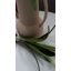 Real Touch White Narcissus 13”