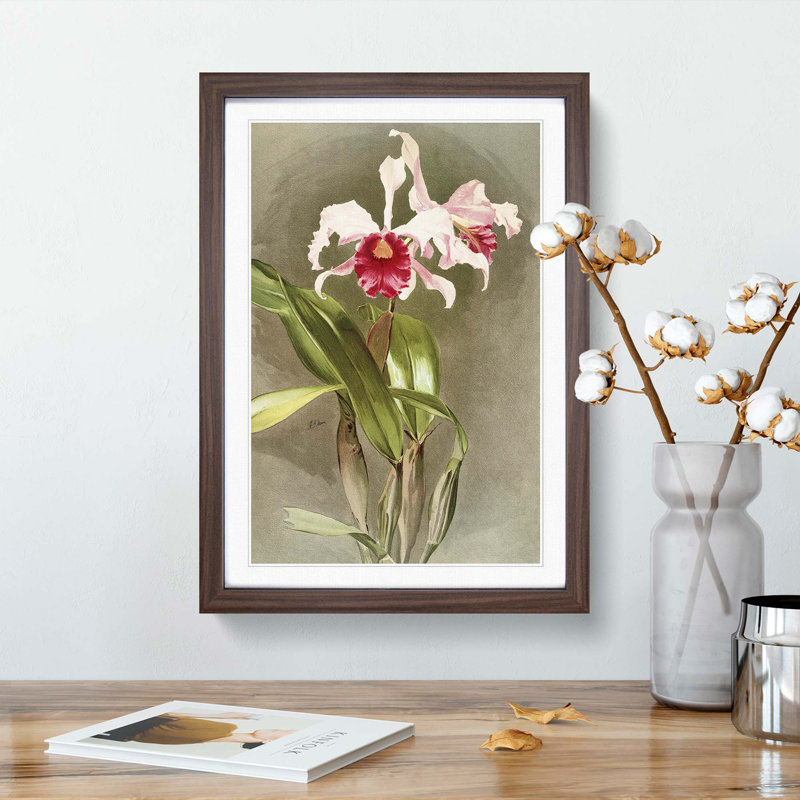 Magnolia Flowers Illustration Tab. 48 by Frederick Sander - Picture Frame Painting Print, Walnut, 76cm H x 50cm W x 2cm D