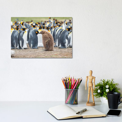 Chick in Brown Plumage. King Penguin on Falkland Islands. 1 Piece Wrapped Canvas Wall Art