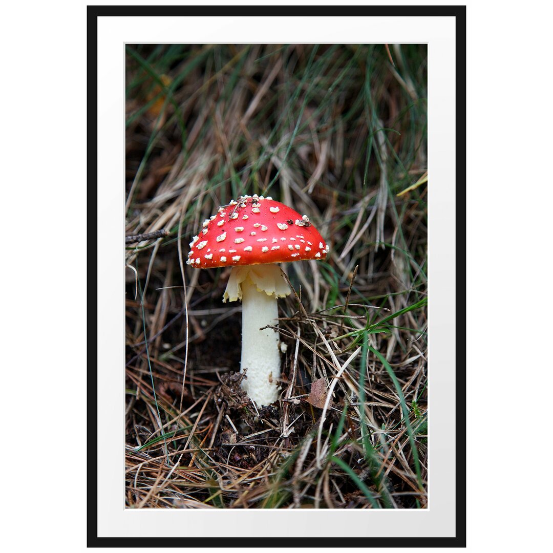 Gerahmtes Poster Fliegenpilz im Wald