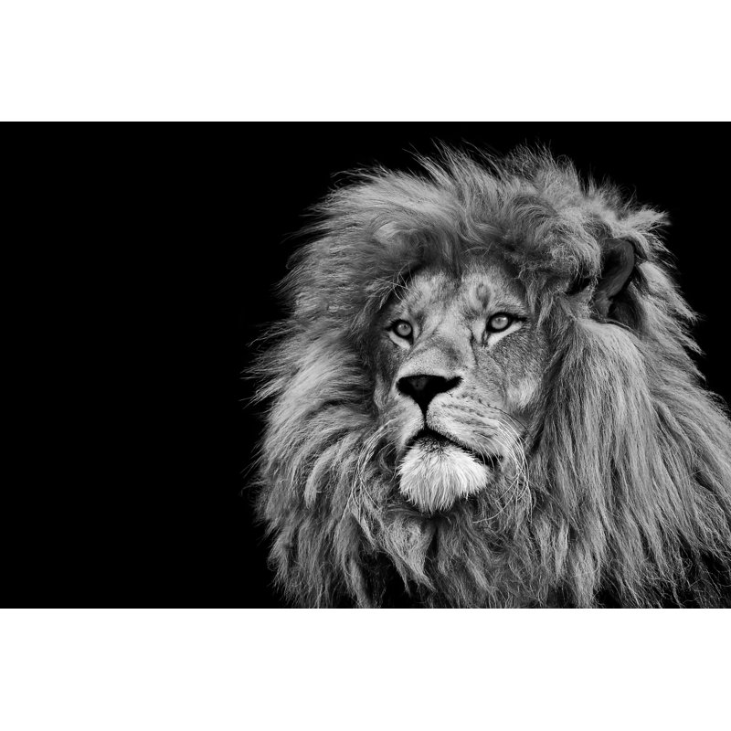 Lion Portrait by Vieriu Adrian - Wrapped Canvas Print, 81cm H x 122cm W x 3.8cm D