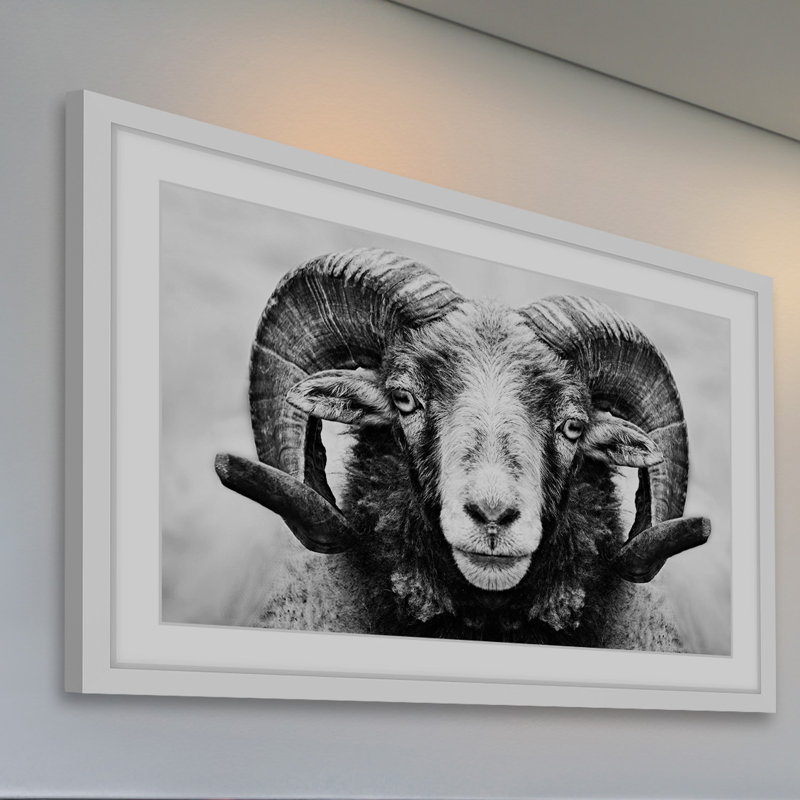" I Dare You Ram ", 20" H x 30" W x 1.5" D