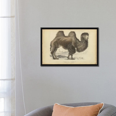 « mixte bactrian », reproduction sur toile