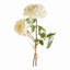 English Rose-1126489249
