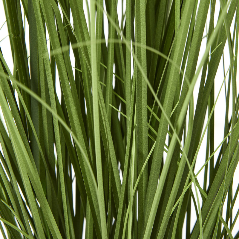 Andaiye 90cm Plant in Pot, Purple