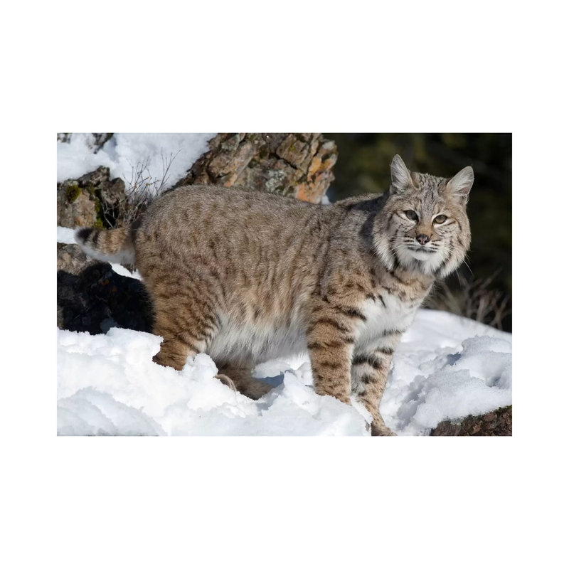 Bobcat In The Snow, Kalispell, Montana by Matthias Breiter - Wrapped Canvas Print