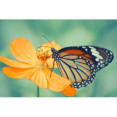 Monarch Butterfly on Flower Photo Photograph Butterfly Poster