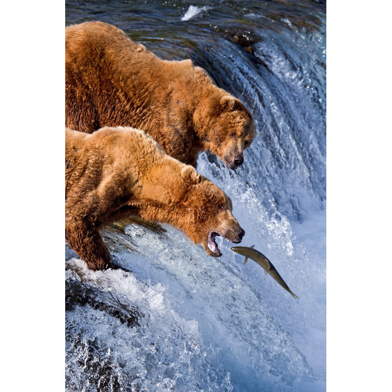 A Pair Of Grizzlies Catching Fish In Alaska - Wrapped Canvas Print, 30.48cm H x 20.32cm W