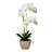 Arrangement in Pot