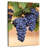 Grapes On The Vine-108234916