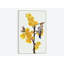 « chimonanthus praecox ii », impression sur toile-29482618-73551107-73559717
