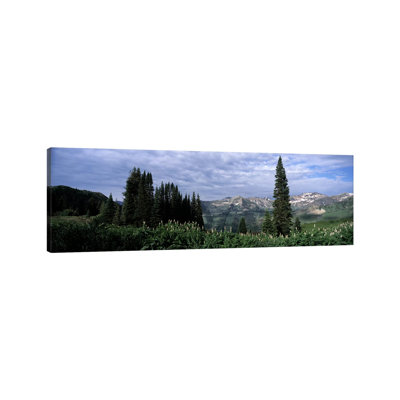 Forest, Washington Gulch Trail, Crested Butte, Gunnison County, Colorado, USA 1 Piece Wrapped Canvas Panoramic Wall Art