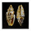 «Spots Cowrie Shells», art de la giclée noire encadrée par Caroline Kelly-1749213679-1749213678