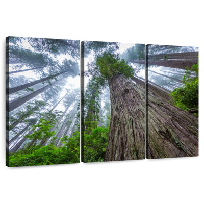 Harnek Misty Redwood