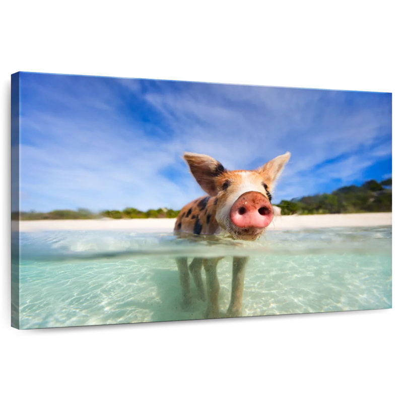 Brampt Pig In Exuma Bahamas, 24" H x 36" W